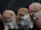 Magnifiques Chiots Spitz Nain Pom&eacute;ranien Pure Race