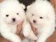 2 femelles et 1 m&acirc;le , chiots Spitz Nain