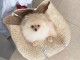 magnifique chiot spitz nain a donner