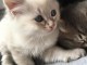 Chaton femelle de type Sib&eacute;rie 