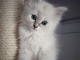 Chaton femelle de type Sib&eacute;rie 