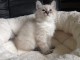 Chaton femelle de type Sib&eacute;rie