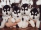 Chiots husky de siberie