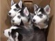 Chiots husky de siberie