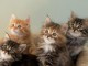 Sublimes Chatons Sib&eacute;riens