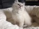 Chaton femelle de type Sib&eacute;rie