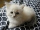 Chaton femelle de type Sib&eacute;rie