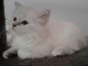 Chaton femelle de type Sib&eacute;rie