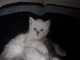 Chaton femelle de type Sib&eacute;rie