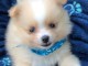 Chiot Spitz Pom&eacute;ranie a donner