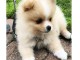 Chiot Spitz Pom&eacute;ranie a donner