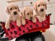 Nous avons de gros chiots Labrador dor&eacute;s
