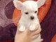 Magnifique chiot Chihuahua m&acirc;le &agrave; donner