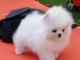 charmants chiots pom&eacute;raniens blancs disponibles