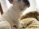 Tr&egrave;s jolie chiot Bouledogue fran&ccedil;ais &agrave; donner