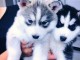 Superbe chiots Husky Sib&eacute;rien a donner 1 femelle et 2 m&acirc;les