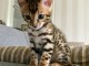 Chaton bengal a donner