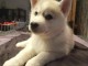 adorable chiots husky sib&eacute;riene a donne