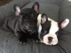 chiots bouledogue fran&ccedil;ais pour adoption