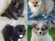 CHIOTS SPITZ NAIN FAUVE M&Acirc;LE ET FEMELLE