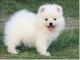 CHIOTS SPITZ NAIN FAUVE M&Acirc;LE ET FEMELLE