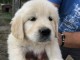 Chiots Golden Retriever &agrave; donner