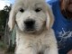 Magnifiques chiots golden retriever &agrave; donner