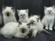 Portee de 6 magnifiques chatons Sacr&eacute; de Birmanie Loof