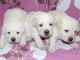 Magnifiques chiots golden retriever &agrave; donner