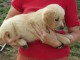 Magnifiques chiots golden retriever &agrave; donner