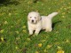 Magnifiques chiots golden retriever &agrave; donner
