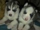 husky sib&eacute;rien a donner auvergne 