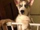 husky sib&eacute;rien a vendre 03