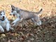 husky sib&eacute;rien a vendre