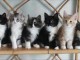 Chatons norv&eacute;gien loof