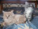 Chatons norv&eacute;gien loof
