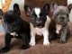 Chiots bouledogue fran&ccedil;ais Lof &agrave; donner