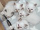 chatons sacr&eacute; de birmanie dispo