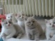 Superbes Chatons British Shortair Pure Race