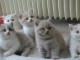 Superbes Chatons British Shortair Pure Race