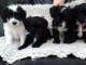  chiots Biewer Terrier