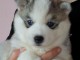 chiots husky de sib&eacute;rie