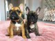 chiots BOULEDOGUE FRAN&Ccedil;AIS