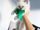 chatons sacr&eacute; de birmanie dispo