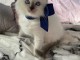 chatons sacr&eacute; de birmanie dispo
