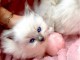 chatons sacr&eacute; de birmanie dispo