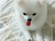 Magnifiques chiots Spitz nain pom&eacute;ranien