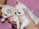 Adorables chiots chihuahua