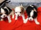 chiots cavalier king charles