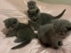 adorables chattons scottish &agrave; donner contre bons soins